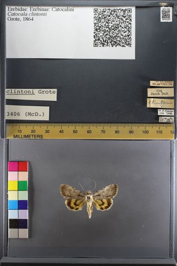 Media type: image;   Entomology 751037